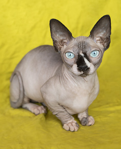 Bambino sfinkss (1 foto no 4)