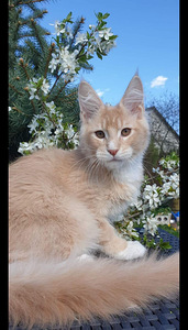 Ühetõuline Maine Coon kassikasvatus (6 foto / 9)