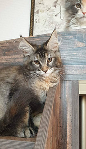Ühetõuline Maine Coon kassikasvatus (8 foto / 9)