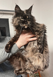 Noor emane Maine Coon kass (3 foto / 6)