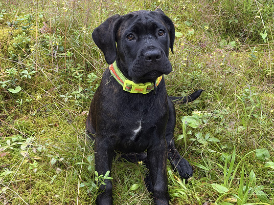 Cane Corso emased kutsikad