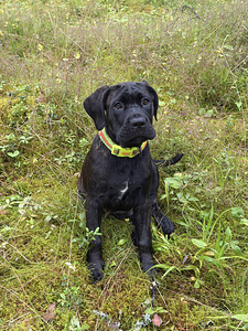Cane Corso emased kutsikad (2 foto / 7)