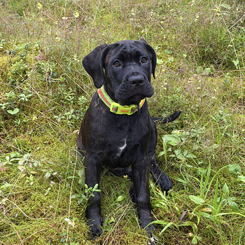Cane Corso emased kutsikad