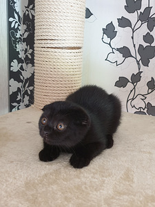 Scottish Fold must emane kassipoeg (4 foto / 4)