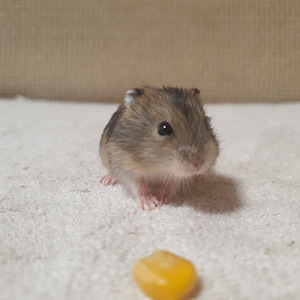 Hamster (4 foto / 5)