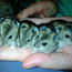Džungaari hamsterid (foto #1)