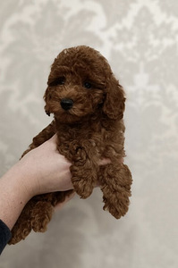 Maltipoo (3 foto / 5)
