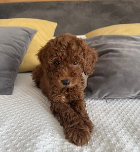 Maltipoo (5 foto / 5)