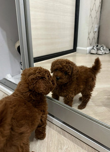 Мальтипу Maltipoo (3 фото из 5)