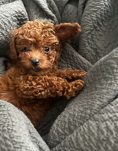Мальтипу Maltipoo (4 фото из 5)