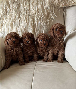 Maltipoo maltipoo