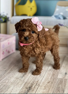 Мальтипу Maltipoo (3 фото из 4)