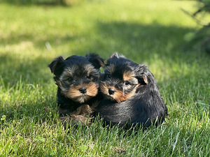 Yorkshire terjer Yorkshire terrier