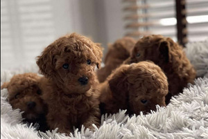 Toy puudel toy poodle (2 foto / 5)