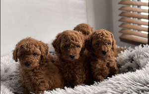 Toy puudel toy poodle (3 foto / 5)