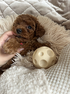Toy puudel, toy poodle (8 foto / 8)