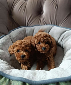Той пудель toy poodle (3 фото из 4)