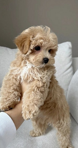 Мальтипу maltipoo (2 фото из 5)