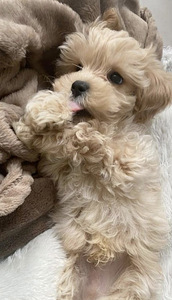 Мальтипу maltipoo (1 фото из 5)