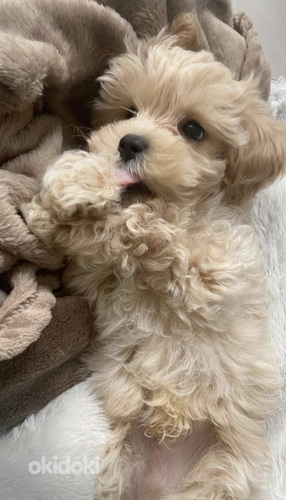 Мальтипу maltipoo