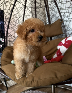 Мальтипу maltipoo (5 фото из 5)