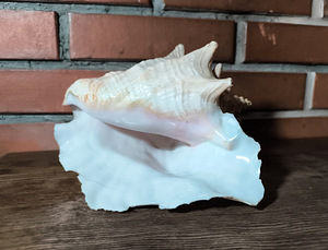 Suur merekarp / dekoratiivne merekarp (1 foto / 5)