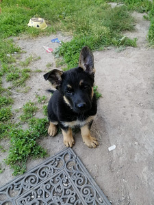 Saksa lambakoera kutsikas (4 foto / 7)