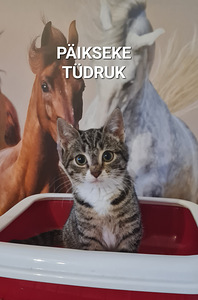 Котенок, котята (2 фото из 10)