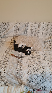 Котенок, котята (10 фото из 10)