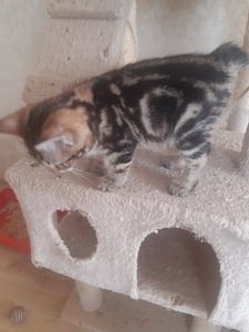 Котята Курильский бобтейл (2 фото из 3)