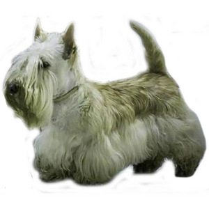 Scottish terrier. Скотчтерьер (3 фото из 5)