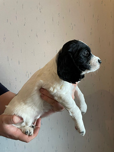 Pentu - venäjän spanielit (2 valokuva sivusta 4)