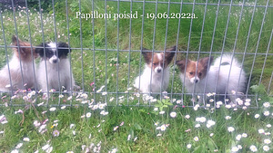 Papilloni poiss (1 foto / 3)