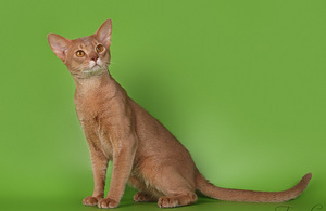 Абиссинский кот (2 фото из 5)