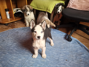 Myydään koirapentuja(sekarotu Malamut ja Husky) (3 valokuva sivusta 10)