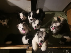 Myydään koirapentuja(sekarotu Malamut ja Husky) (5 valokuva sivusta 10)