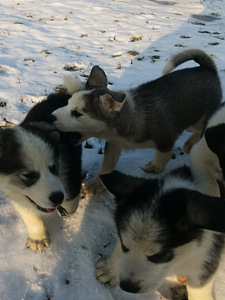 Myydään koirapentuja(sekarotu Malamut ja Husky) (6 valokuva sivusta 10)