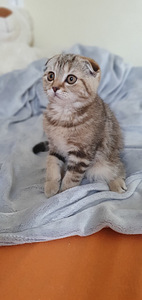 Scottish Fold/ Straight kassipojad 2,5 kuud (5 foto / 10)