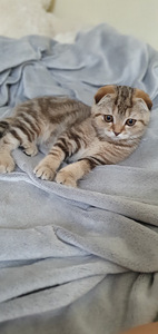 Scottish Fold/ Straight kassipojad 2,5 kuud (3 foto / 10)
