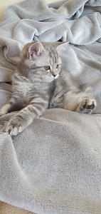 Scottish Fold/ Straight kassipojad 2,5 kuud (9 foto / 10)