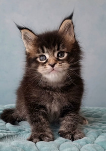 Maine-Coon Emane (1 foto / 9)