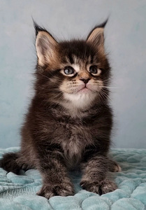 Maine-Coon Emane (8 foto / 9)