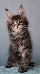 Maine Coon (1 foto / 6)