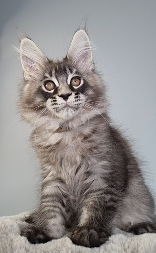 Maine-Coon isased