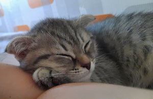 Müüa scottish fold kassipoeg (3 foto / 4)