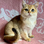 Шикарный золотой кот (фото #4)
