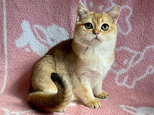 Шикарный золотой кот (4 foto / 8)