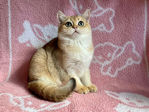 Шикарный золотой кот (6 foto / 8)
