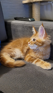 Maine coon (2 foto / 8)