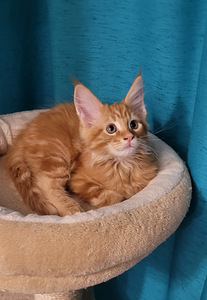 Maine coon (4 foto / 8)